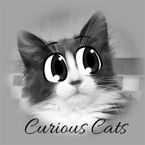 Curious Cute Cats Template Postermywall