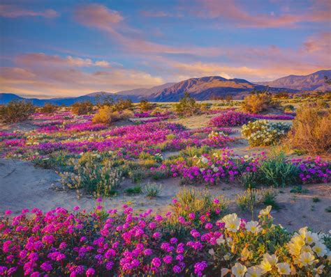 Anza Borrego Desert State Park — Top 14 Reasons To Visit When Time