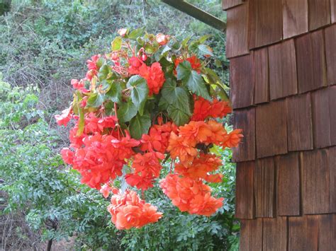 Green leaf pink begonia plant. Begonias in the Mist: Begonias in Our Garden