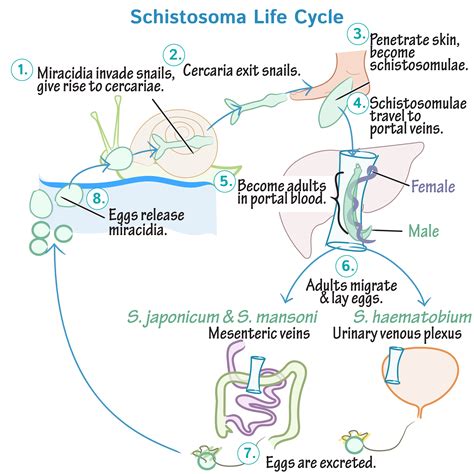 Immunologymicrobiology Glossary Trematode Schistosomes Draw It To