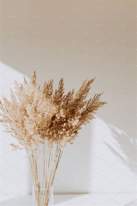 Aesthetic Wallpaper Cream Aesthetic Dried Flowers Flower Aesthetic