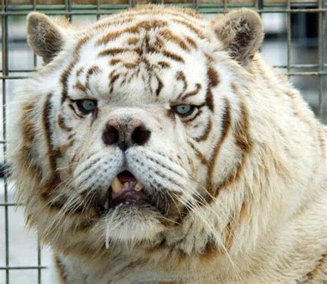 This extra bit of genetic matter changes how the body develops. Kenny the down syndrome tiger | Down's Syndrome | Animals, Unusual animals, Down syndrome