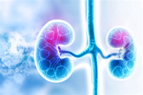 Kidneys Anatomy Location And Function