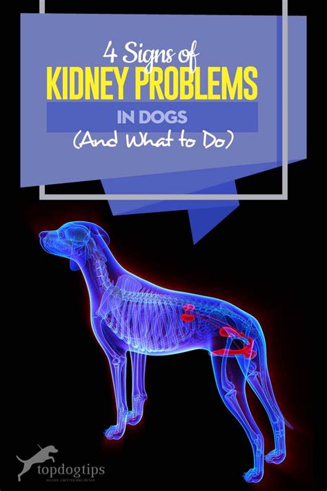 How Do I Know If My Dog Has Kidney Problems