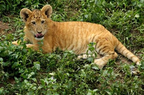 Its A Baby Liger😁 Rare Cats Liger Most Beautiful Animals