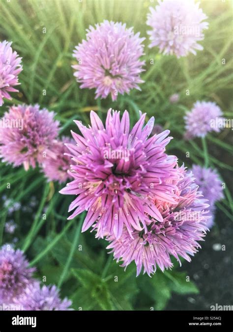 Chive Plant In Seed With Purple Spiky Flowers Stock Photo Alamy