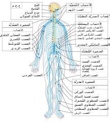 The central nervous system is made up of the brain and spinal cord. Unlabeled Human Nervous System Diagram : the nervous ...