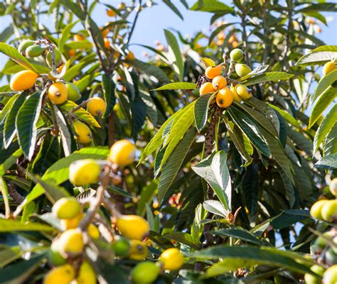 Goji plants continue to flower and produce fruit through the first heavy frost. August | 2014 | Abbotsbury Subtropical Gardens