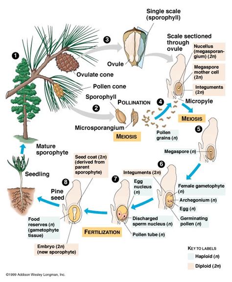 Gymnosperm Life Cyle Biology Plants Gymnosperm Horticulture Education