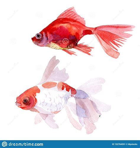 Goldfish Aquatic Underwater Colorful Tropical Fish Set Watercolor