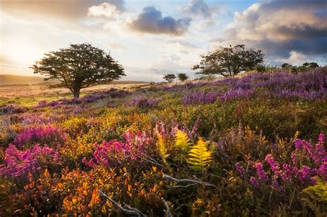 The 12 Best Somerset Woodland Walks Including Quantock Hills Blackdown