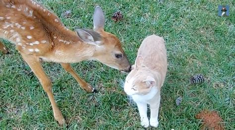 So Heartwarming Baby Deer And Cat Adopt Each Other Video With