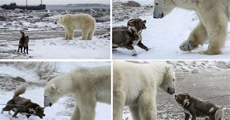 In Pictures Dog Takes On Polar Bear In Fierce Battle And Wins