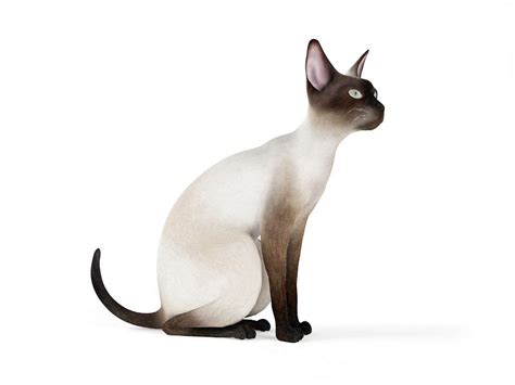 Cartoon cat belongs to trevor henderson. 3D model Curious Siamese Cat | CGTrader