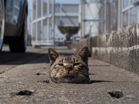 This Japanese Photographer Captures Photos Of Stray Cats Chilling On