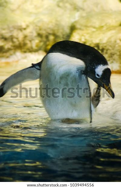Penguin Jumping Into Water Stock Photo 1039494556 Shutterstock