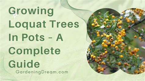 Growing Loquat Trees In Pots A Complete Guide Youtube