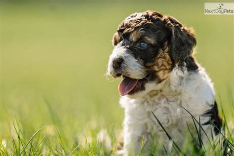 National puppy day is a special day to celebrate the magic and unconditional love that puppies bri. Puppies for Sale from Blessed Day Doodles - Member since ...