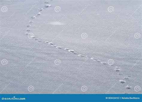 A Trail Of Footprints Of Animal On Snow Stock Photo Image Of Human