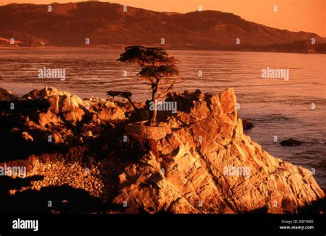The Lone Cypress Located Between Cypress Point Golf Course And The