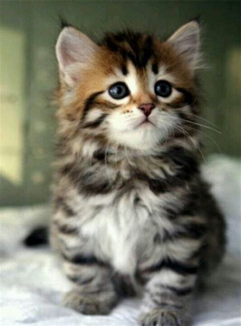 Cutest Kitten Ever Angels Amongst Us Pinterest