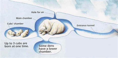 Polar Bear Dens Churchill Polar Bears