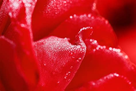 Red Rose With Water Drops On The Petals Stock Photo Image Of Dreamy