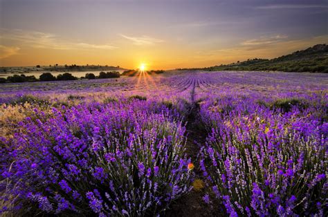 Hd Wallpaper Nature Landscape Lavender Field Bloom
