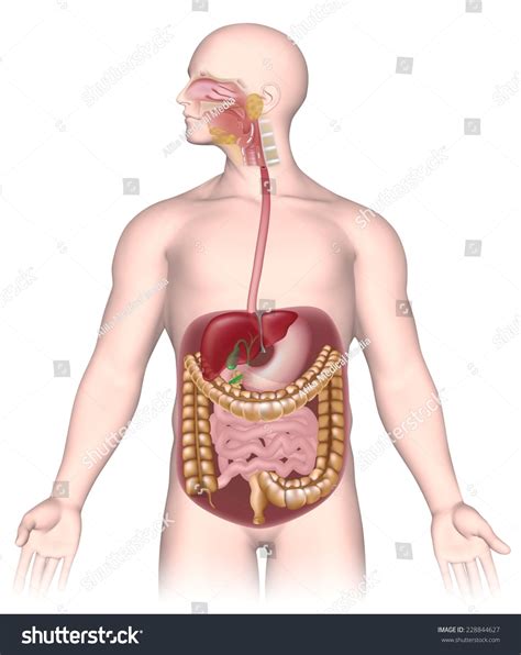 Spend some time analyzing the male reproductive system diagram above to solidify your knowledge of the structures you've learned about in the video. Digestive System Unlabeled Stock Illustration 228844627 ...