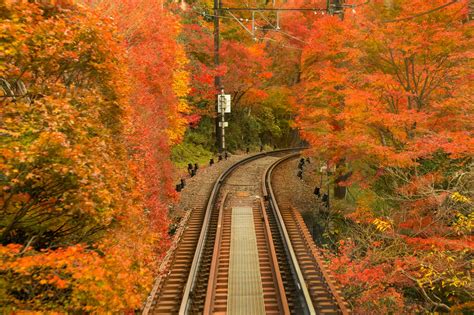 Eizan Railway Momiji Maple Tree Tunnel｜the Gate｜japan Travel Magazine