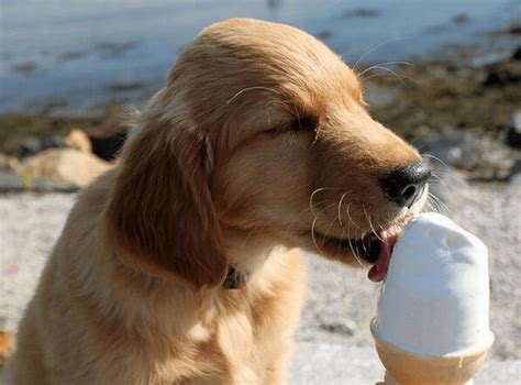 Can Puppies Have Ice Cream Chocolate Cashew Milk Ice Cream Cone