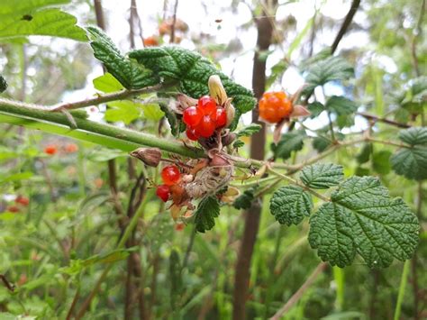 Fruit And Vegetables Aussie Bush Tucker An Introduction To Common