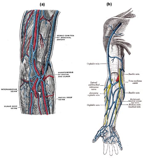 Anatomy Of Upper Arm Veins