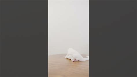 Tikus Albino Lucu Gancet Youtube
