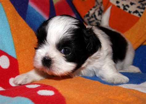 Taylors Shih Tzu World C Puppies Are 4 Weeks Old