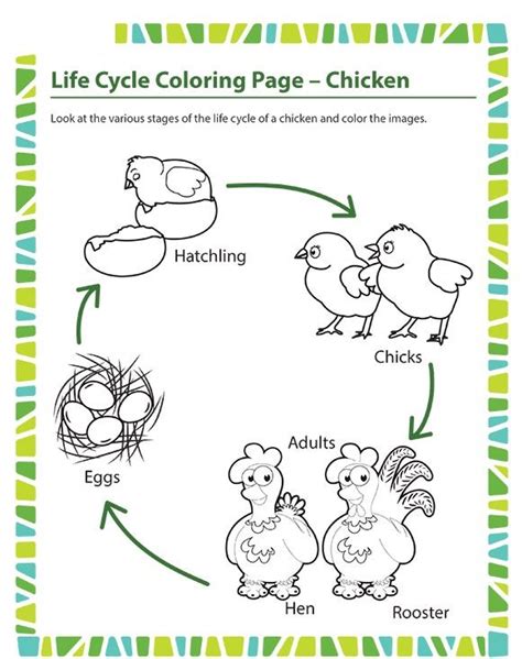 Life Cycle Coloring Page Chicken Crafts And Worksheets For Preschool