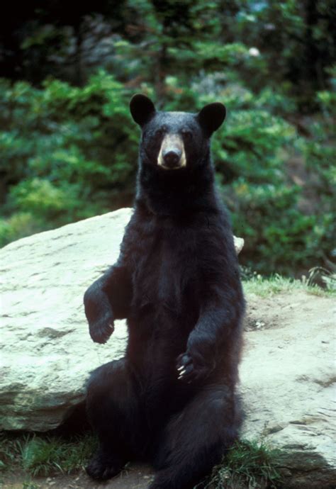 Dcp Presents Black Bears In Ohio