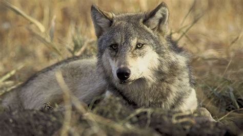 Gray Wolf Biology And Behavior Western Wildlife Outreach