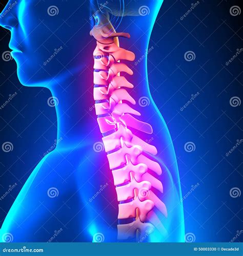 C7 Disc Cervical Spine Stock Illustration Illustration Of Concept