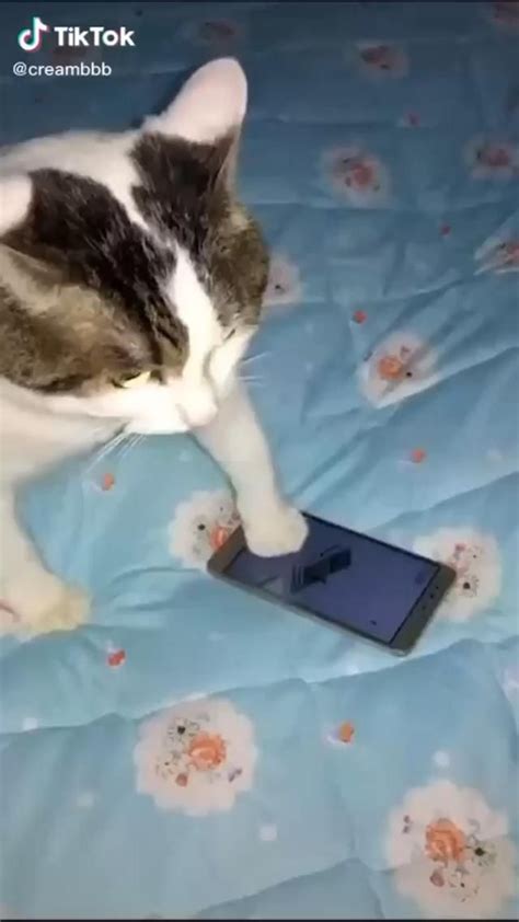 Cats are always known for their smart minds, and they especially attracted us by there cuteness. Pin by Andrew Stephen on Memes/Cartoon Pfp Video | Funny ...