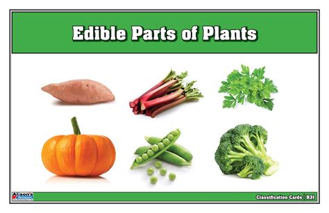 Montessori Materials Edible Parts Of Plants