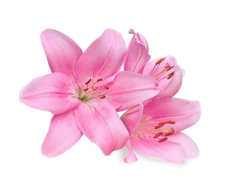 Pink Lilies On White Background Pink Lilies Isolated On White