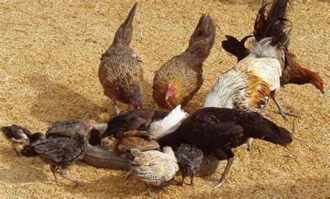 Breeding And Caring For Darag Native Chickens