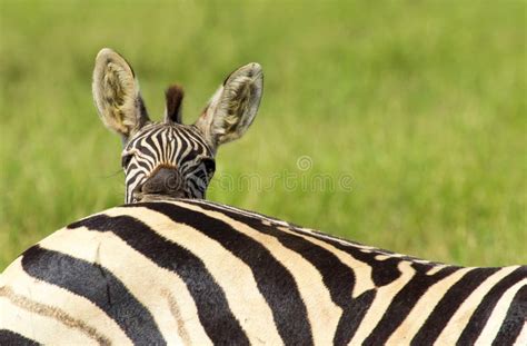 Little Plains Zebra Stock Image Image Of Baby Park 21655049