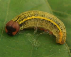 Green With Yellow Stripe Caterpillar With Brown Head And
