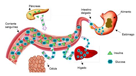 Niveles De Glucosa En La Sangre Biología General La Ciencia Al Desnudo
