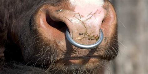Why Do Cows Have Nose Rings Farming Base