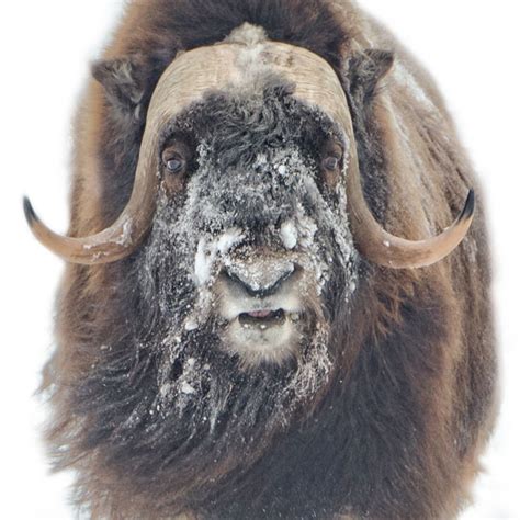 Musk Ox Facts Appearance