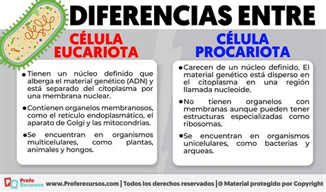 Diferencias Entre Celula Eucariota Y Procariota