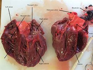Pig Dissection Heart Diagram
